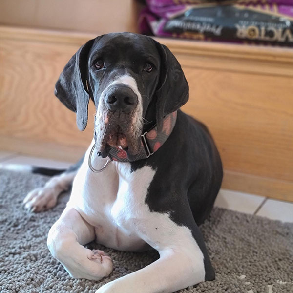 Princess - One Dane at a Time