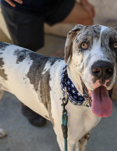 Charlie - One Dane at a Time