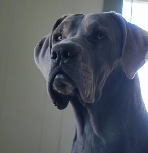Enzo - One Dane at a Time
