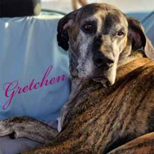 Gretchen - One Dane at a Time