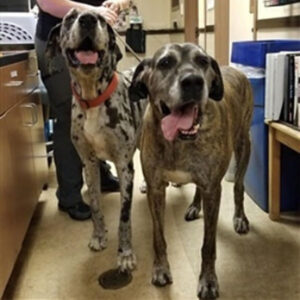 Gretchen & Shelby - One Dane at a Time