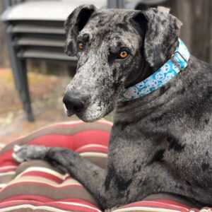 Gunner - One Dane at a Time