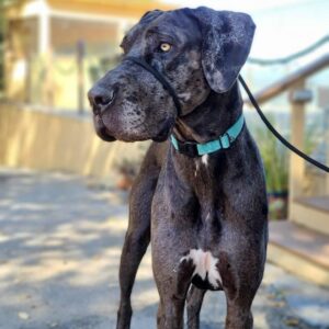 Minnie - One Dane at a Time