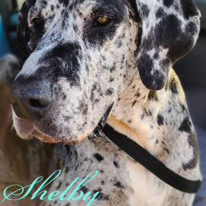 Shelby - One Dane at a Time