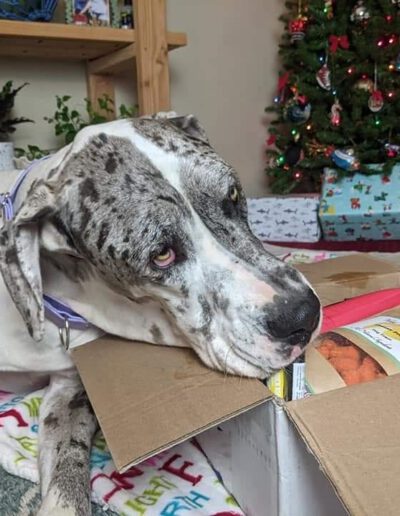 Charlie - One Dane at a Time