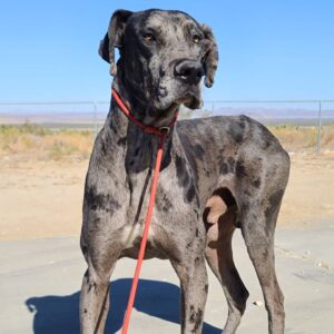 Hunter - One Dane at a Time