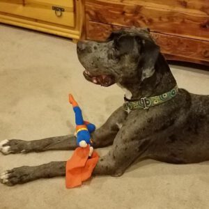 Zeus - One Dane at a Time