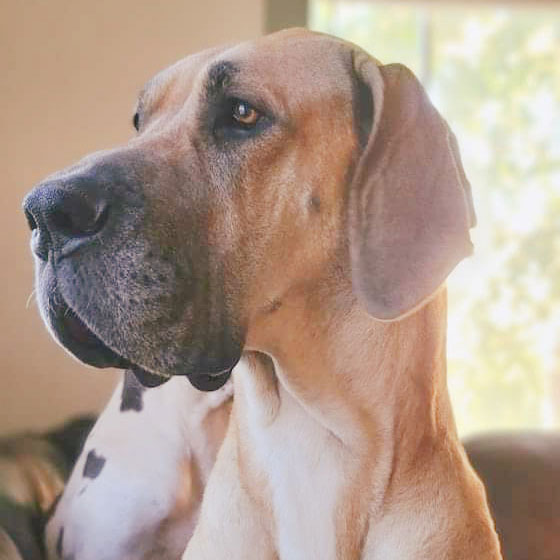 Zelda
