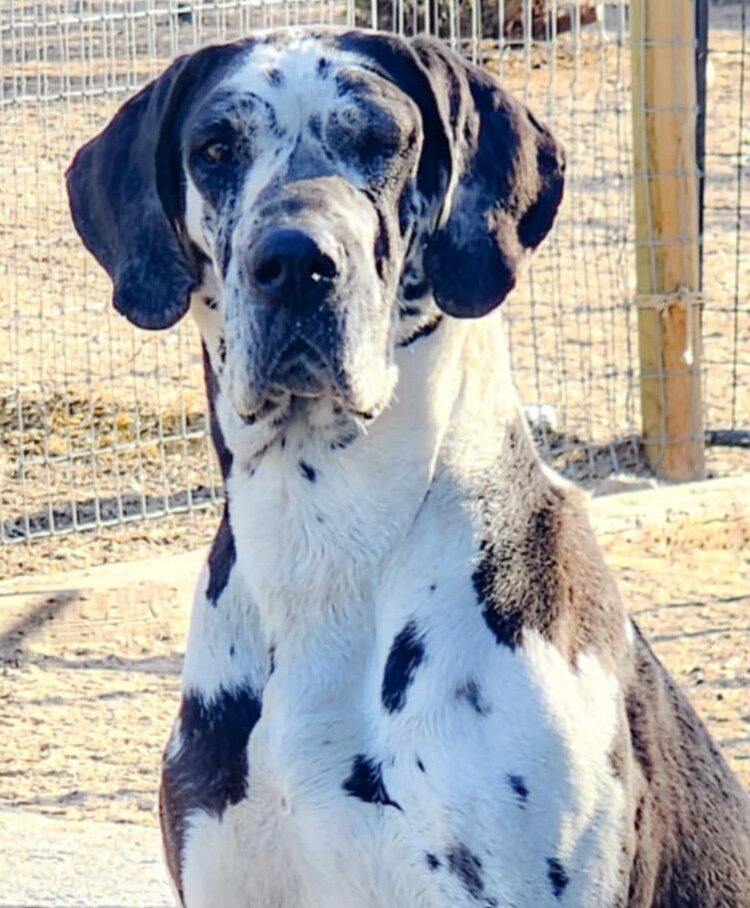 Millie 5yr female