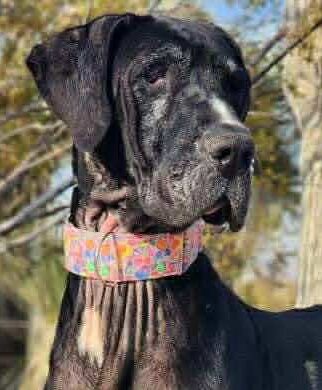Brynn 5 yrs female