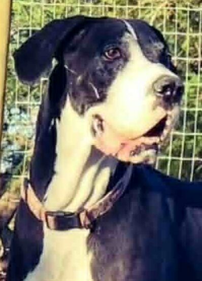 Millie 5yr female