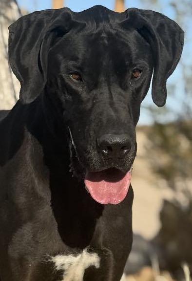 Artemis