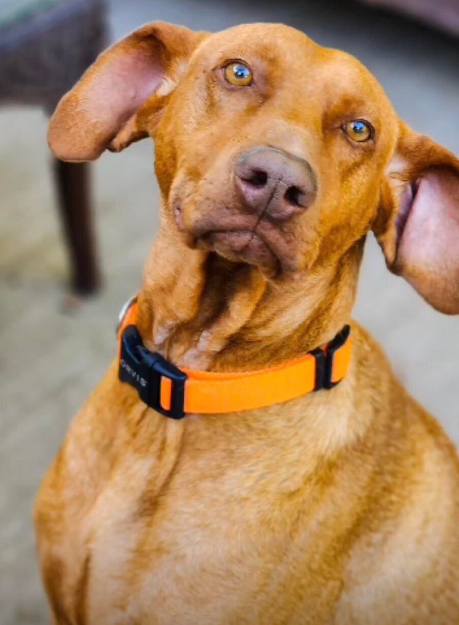 Millie 5yr female