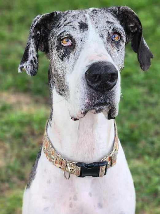 Millie 5yr female