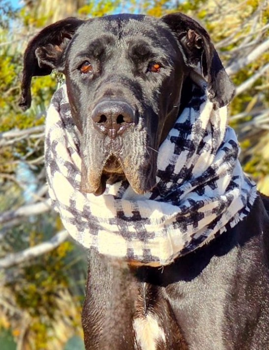Millie 5yr female
