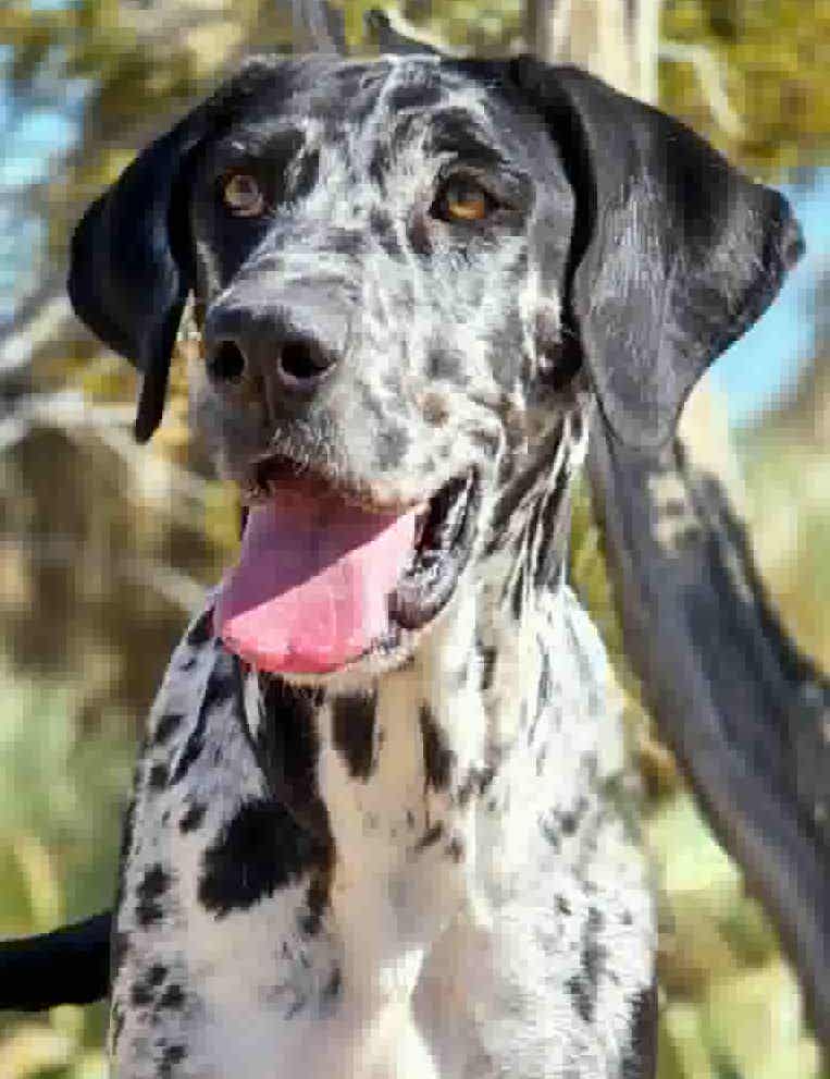 Millie 5yr female