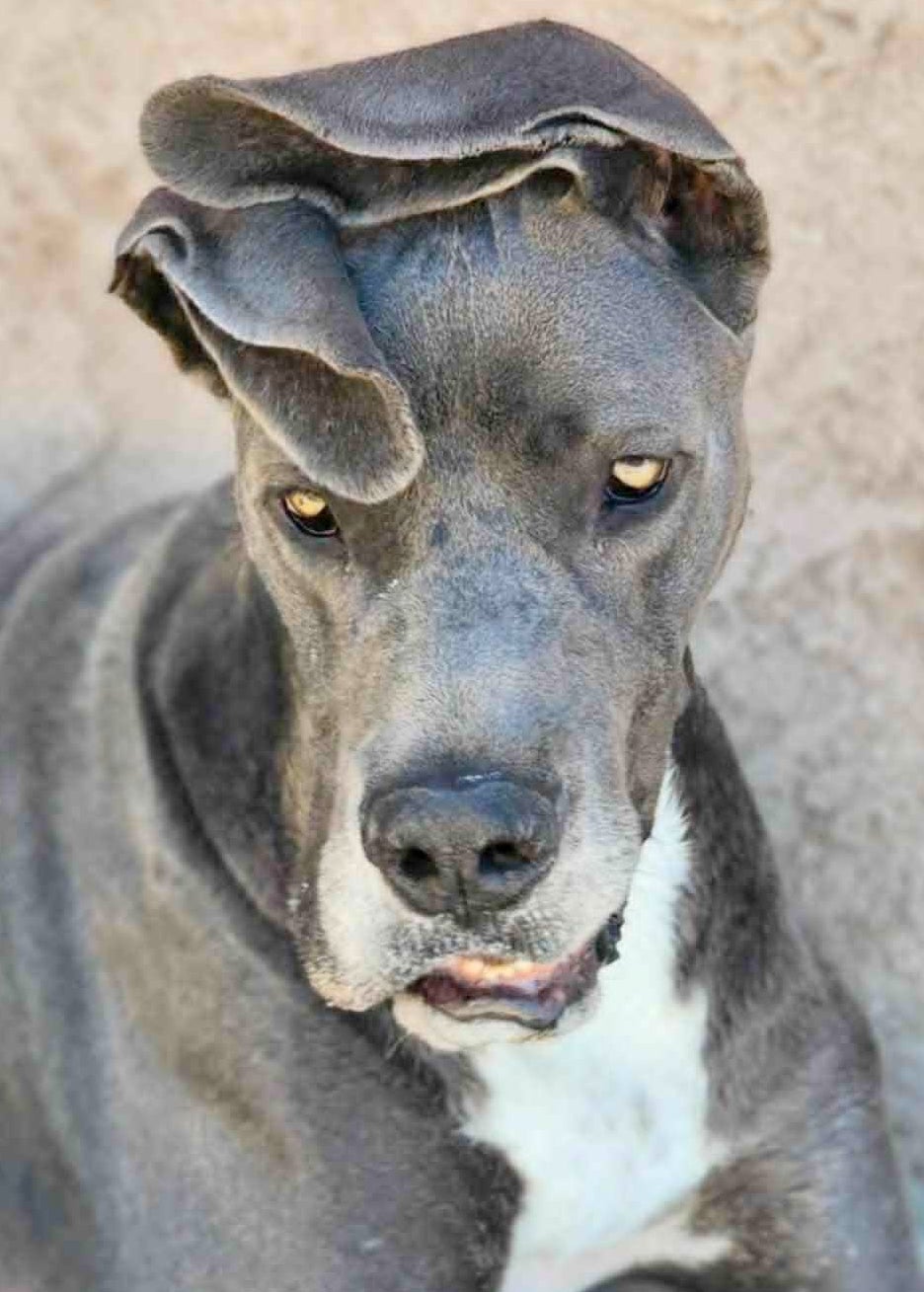 Millie 5yr female