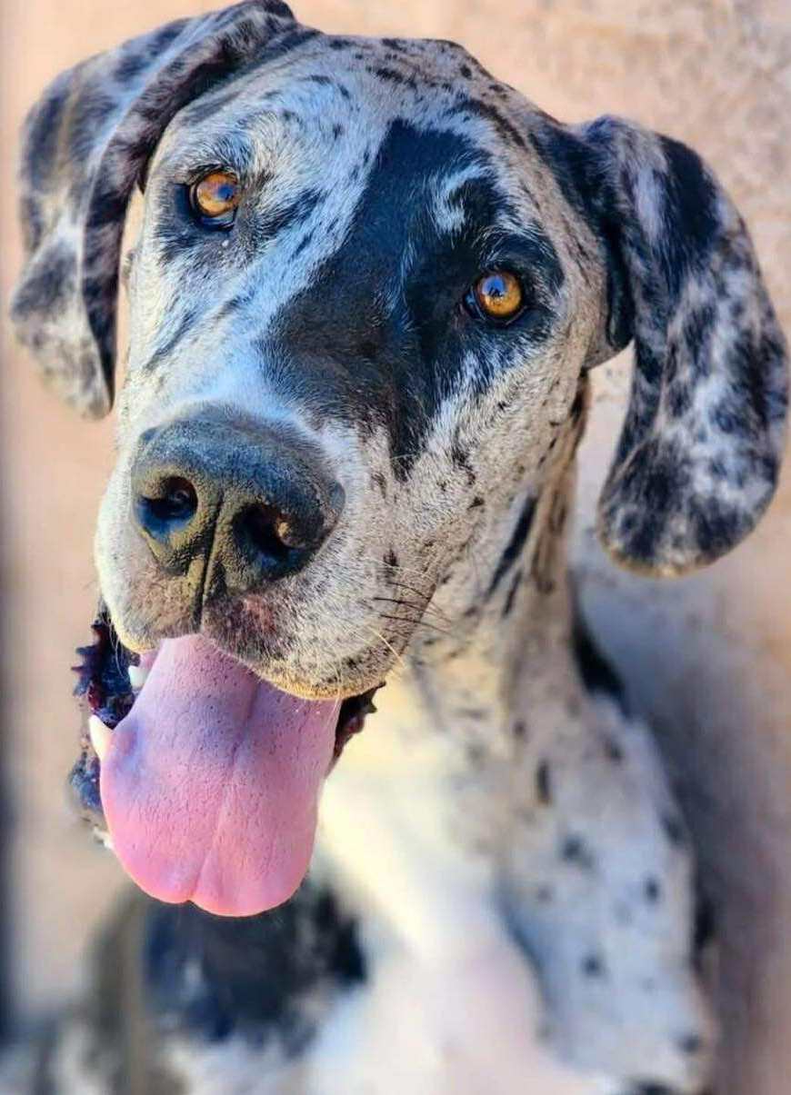 Millie 5yr female