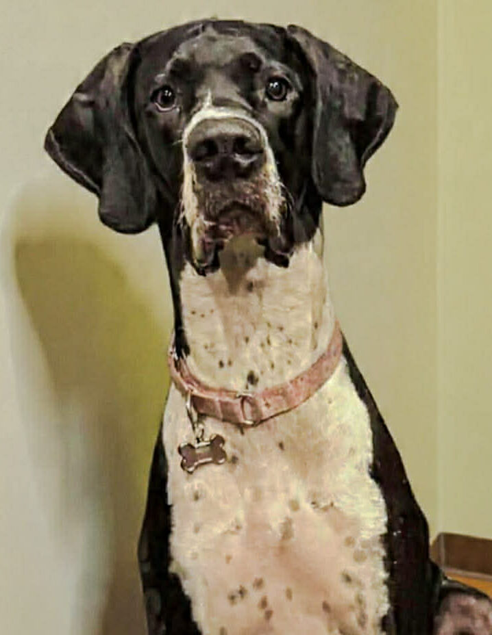 Belle