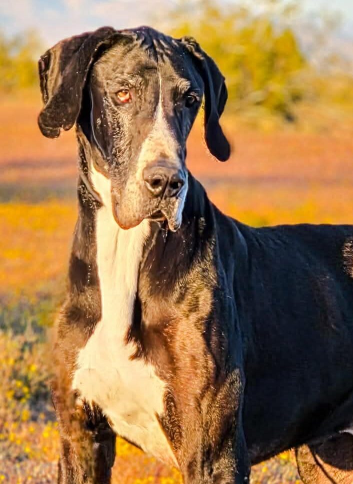 Duke