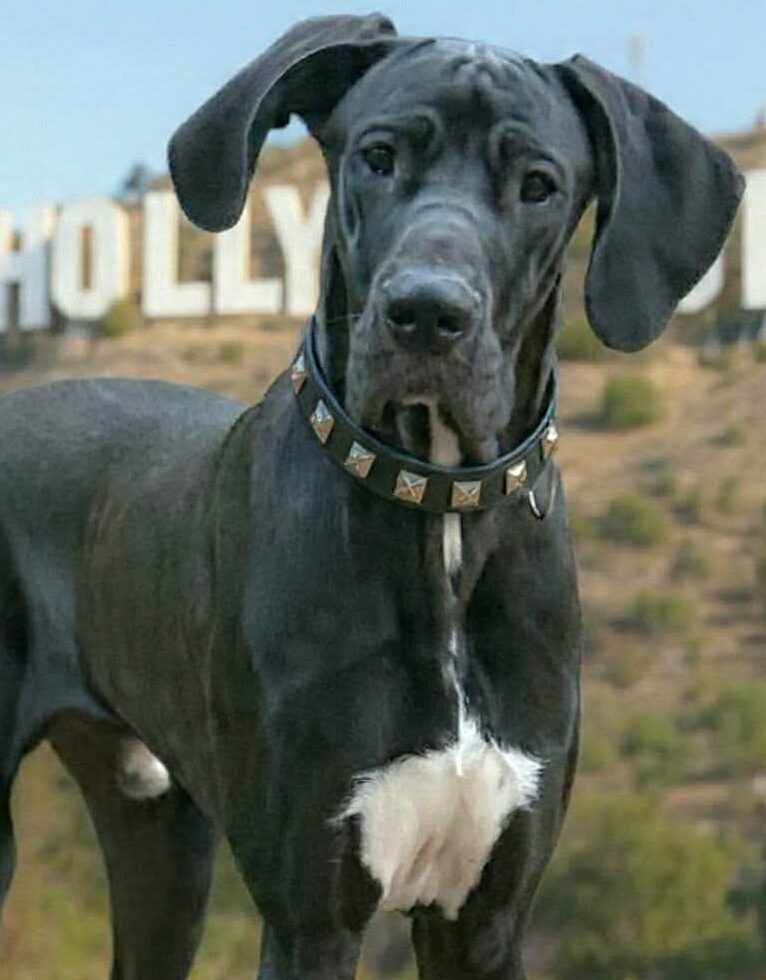 Hollywood