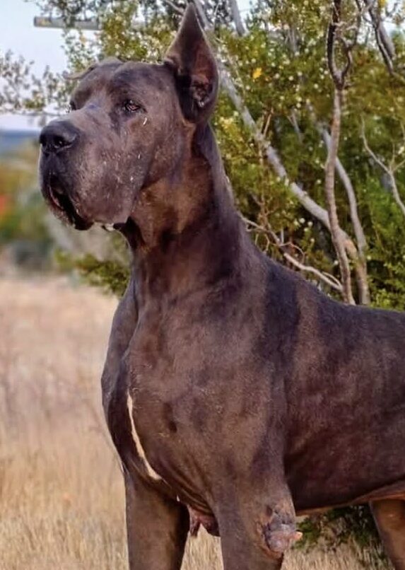 Romeo