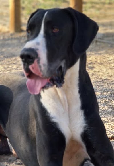 Chui, male
