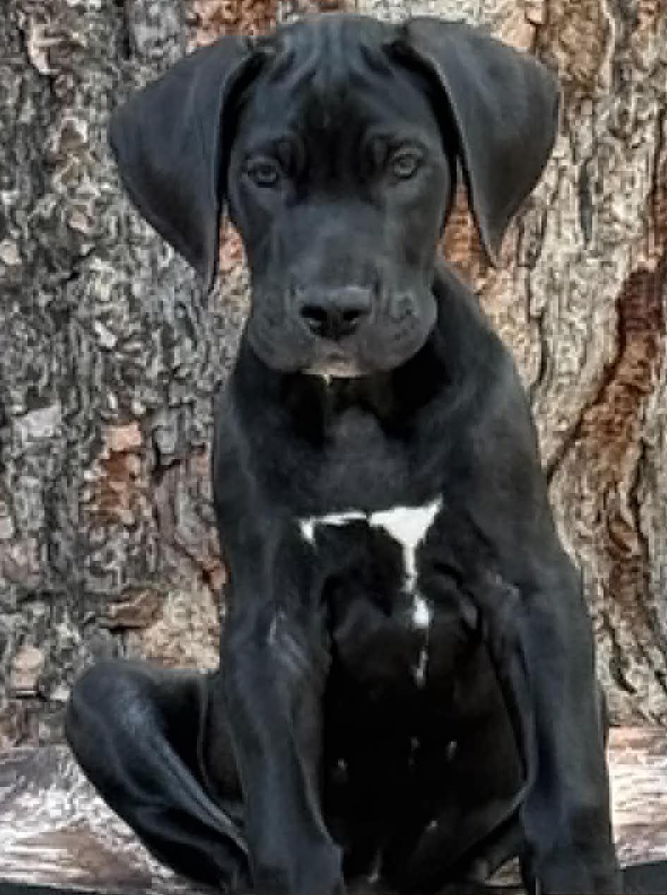 Snoop, puppy